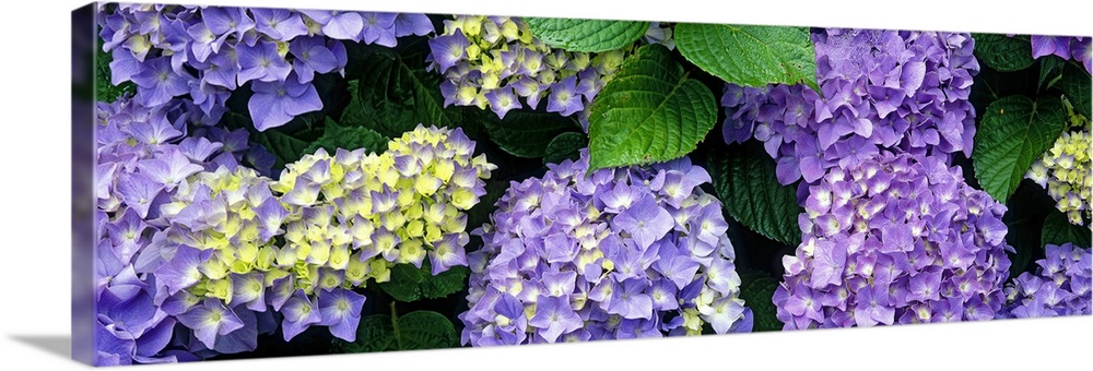 A hydrangea plant in full bloom with dense bunches of flowers in a garden in Oregon.