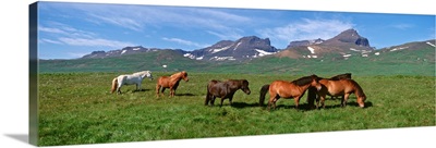 Iceland, Borgarfjordur, Horses standing and grazing in a meadow