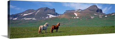 Iceland, Borgarfjordur, Horses standing and grazing in a meadow