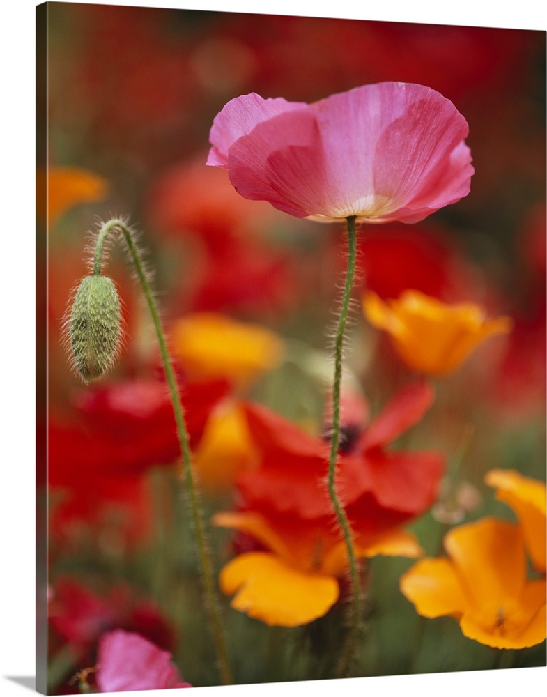 Vertical photograph of  a poppy reaching upward in the sunlight, and one bud next to it that has not bloomed yet.  The bac...