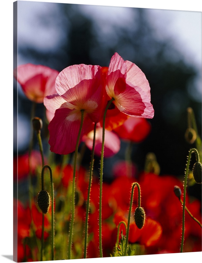 Vertical, big photographic print of a field of poppies. The sun shining through the leaves of several in focus, in the for...
