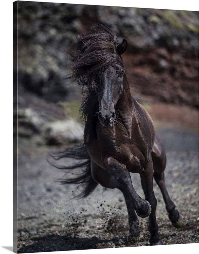 Icelandic Black Stallion, Iceland