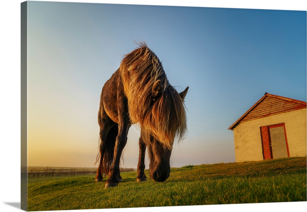 Icelandic horse. The Icelandic horse is a breed developed in Iceland that is long-lived and hardy. The Icelandic horse dis...