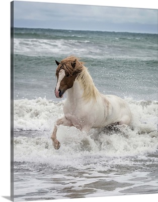 Icelandic horse in the sea, Longufjorur Beach, Snaefellsnes Peninsula, Iceland