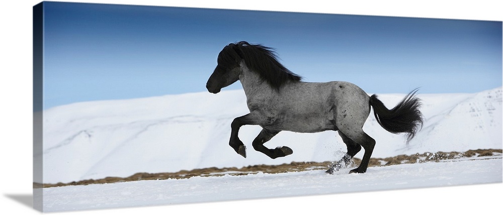 Icelandic horse running, iceland.