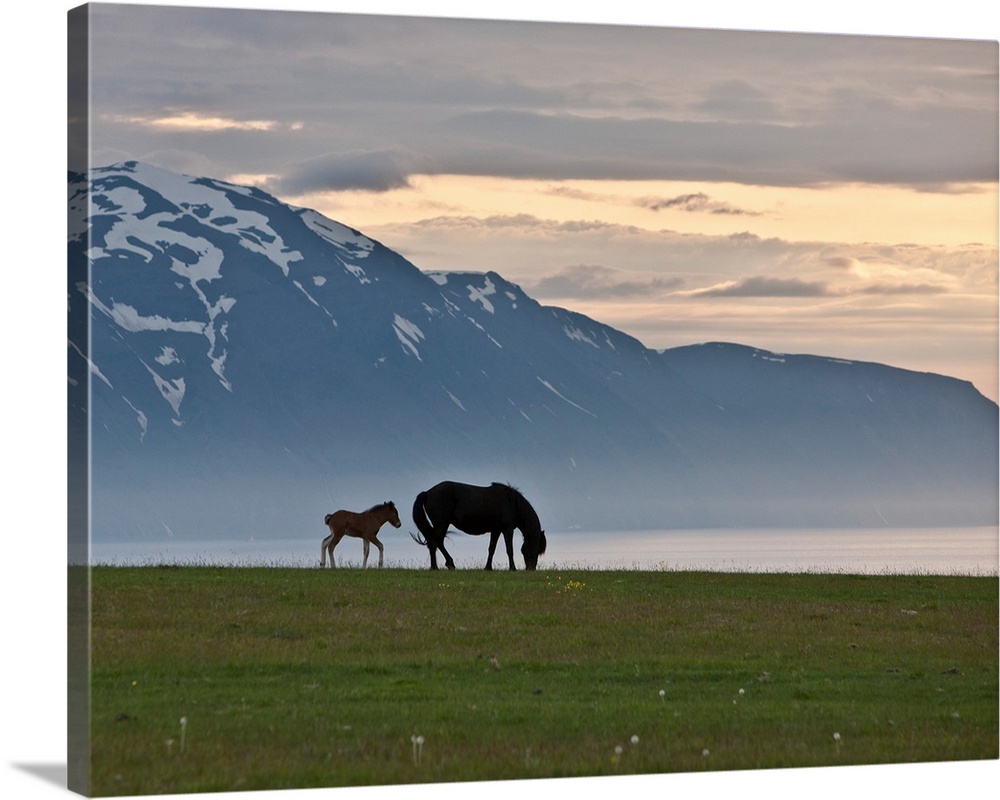 Icelandic Horse, Iceland