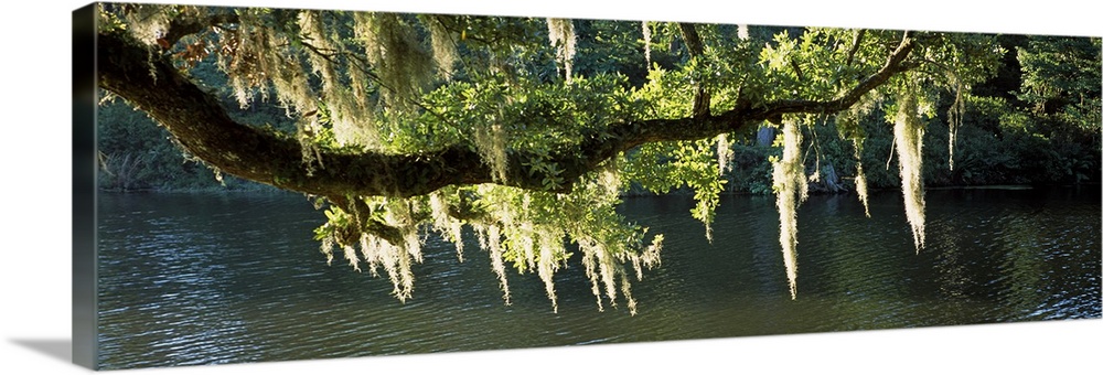 Icicles formation on tree branches, Middleton Place, Charleston, Charleston County, South Carolina,
