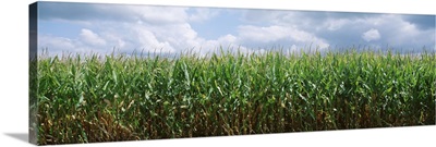 Illinois, Christian County, cornfield