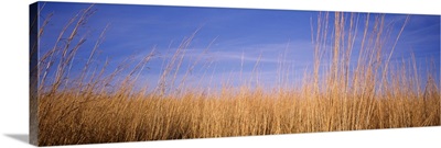 Illinois, Marion County, prairie grass