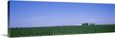 Illinois, Marion County, View of a corn field