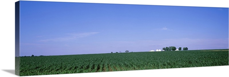 Illinois, Marion County, View of a corn field | Great Big Canvas