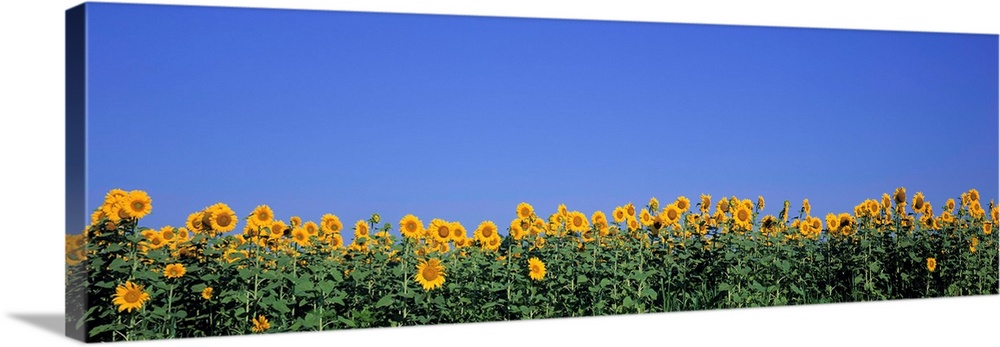Illinois, Marion County, View of blossoms in a Sunflower field