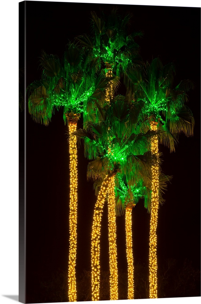 Illuminated palm trees at Dana Point Harbor, Dana Point, Orange County, California, USA