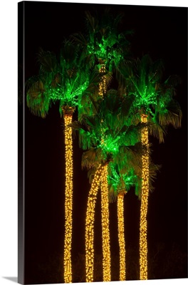 Illuminated palm trees at Dana Point Harbor, Dana Point, Orange County, California