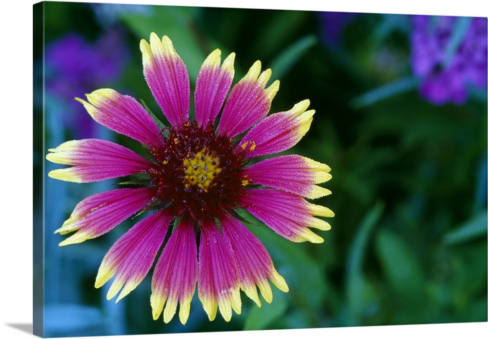 Indian blanket flower in bloom, close up, Michigan