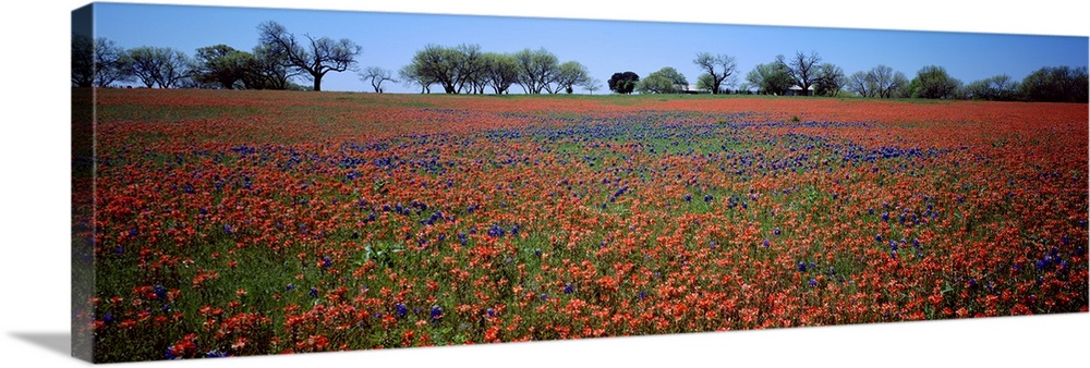 Indian Paintbrush