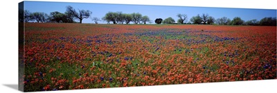 Indian Paintbrush