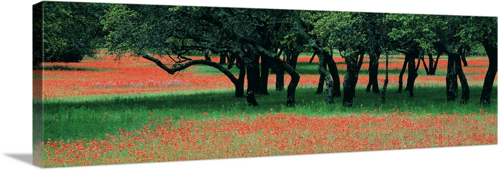 This is a panoramic photograph of wildflowers growing in a field surrounding a small cluster of trees.