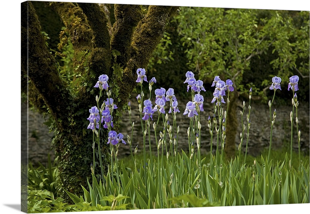 Iris and Old Espallier Apple Tree, Lismore Castle, County Waterford, Ireland