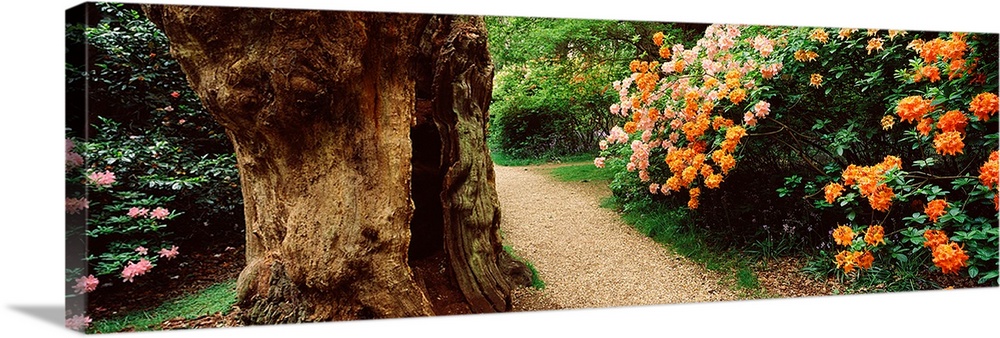 Isabella plantation in a park, Richmond Park, London, England