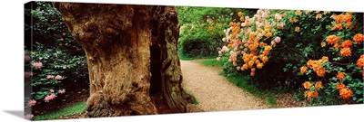 Isabella plantation in a park, Richmond Park, London, England
