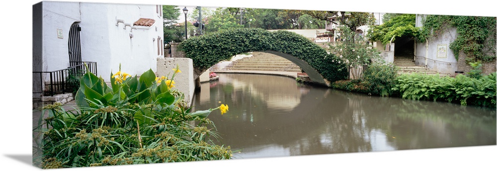 Ivy covering a foot bridge, San Antonio River, San Antonio River Walk, San Antonio, Texas