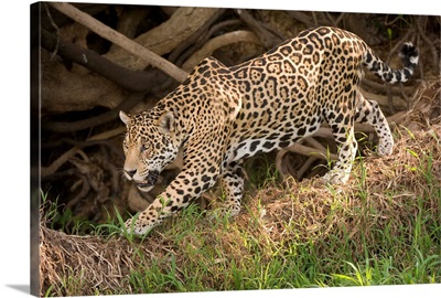 Jaguar Panthera onca foraging in a forest Three Brothers River Meeting of the Waters State Park Pantanal Wetlands Brazil