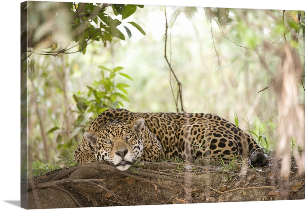 Jaguar Panthera onca resting on a tree trunk Three Brothers River Meeting of the Waters State Park Pantanal Wetlands Brazil