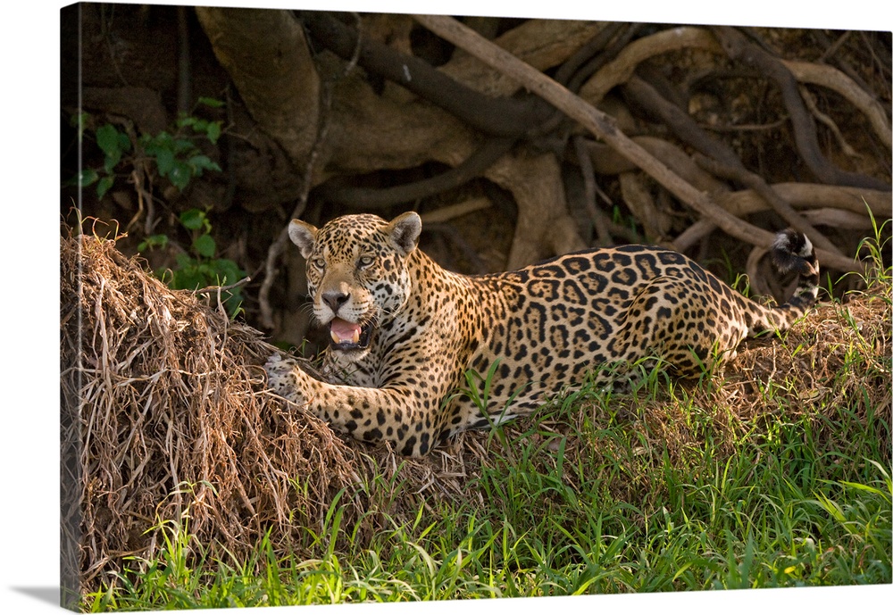 Jaguar Panthera onca resting on grass Three Brothers River Meeting of the Waters State Park Pantanal Wetlands Brazil