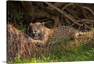 Jaguar Panthera onca resting on grass Three Brothers River Meeting of the Waters State Park Pantanal Wetlands Brazil