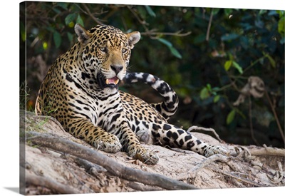 Jaguar Panthera onca snarling Three Brothers River Meeting of the Waters State Park Pantanal Wetlands Brazil