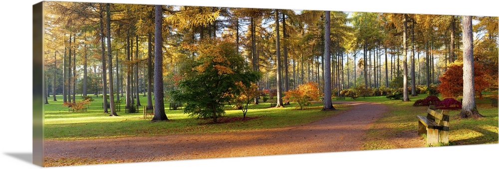 Japanese maple trees, Westonbirt Arboretum, Gloucestershire, England