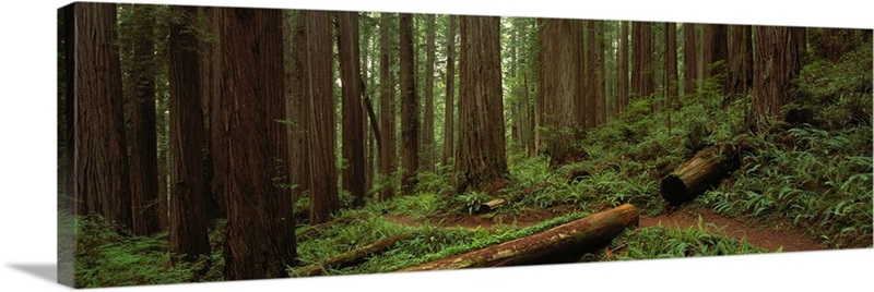 Jedediah Smith State Park CA | Great Big Canvas