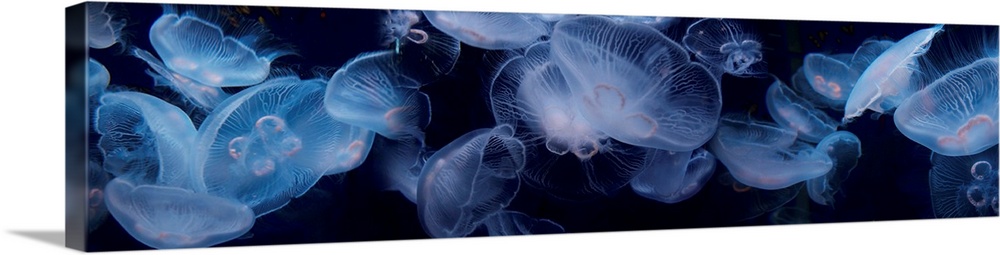 Jellyfish swimming underwater Wall Art, Canvas Prints, Framed Prints ...