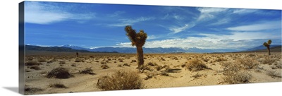 Joshua Tree in a desert, Mojave Desert, California