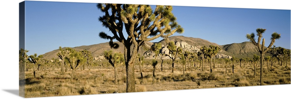 Joshua Tree Nat'l Park Queens Valley Late Afternoon   CA