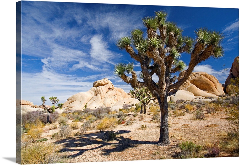 Joshua Tree With Shadow Wall Art, Canvas Prints, Framed Prints, Wall