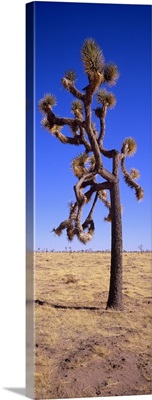 Joshua tree (Yucca brevifolia) in a field, California