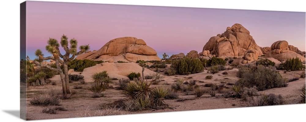 Joshua trees and rocks on a landscape, Joshua Tree National Park, California, USA