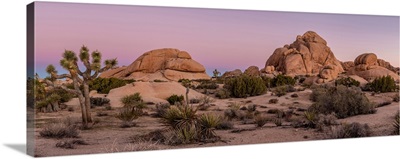 Joshua trees and rocks on a landscape, Joshua Tree National Park, California