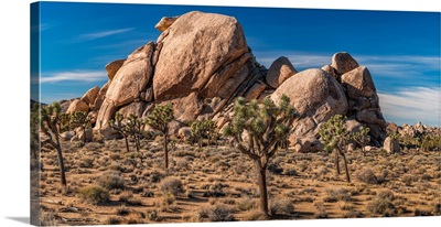 Joshua trees and rocks on a landscape, Joshua Tree National Park, California