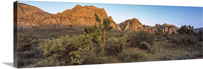 Joshua trees in a desert, Red Rock Canyon, Las Vegas, Nevada