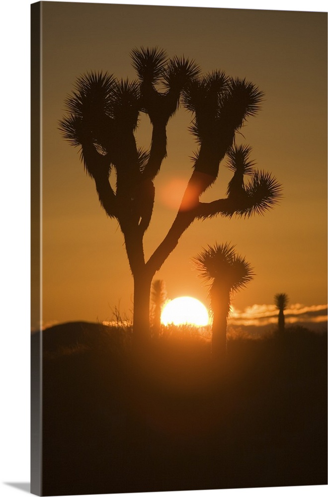 Tall canvas of trees in the desert silhouetted against a setting sun.