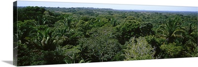 Jungle Lamanai Belize