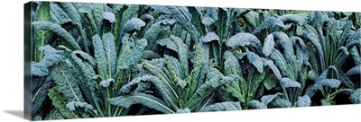 Kale (Brassica oleracea) in a field