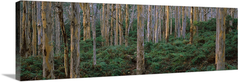 Karri Trees in a forest, Caves Road, Boranup Forest, Leeuwin Naturaliste National Park, Western Australia, Australia