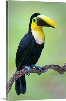 Keel-Billed toucan (Ramphastos sulfuratus), Sarapiqui, Costa Rica