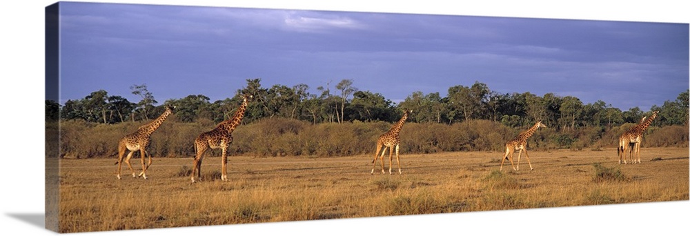Kenya, Maasai Mara, View of a group of giraffes in the wild
