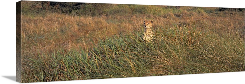 Kenya, Masai Mara National Park, View of a Cheetah camouflaged in a grassland