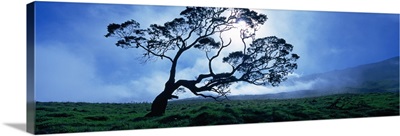 Koa tree on a landscape, Mauna Kea, Kamuela, Big Island, Hawaii